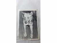 Photo Komi Dog wolf breed Balkan 1974
