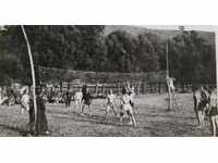 1942 OLD MILITARY PHOTO PHOTO VOLLEYBALL
