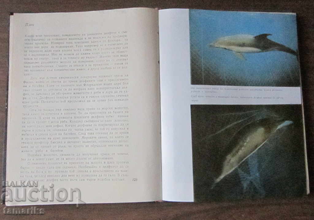 THE DOLPHINS- JACQUES YVES COUSTO PHILIP DIOLE 1980 - 5 THE DOLPHINS- JACQUES YVES COUSTO PHILIP DIOLE 1980 - 5