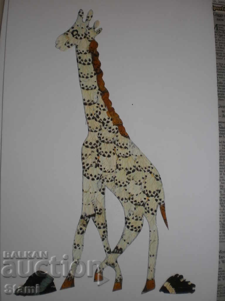 picturi Giraffe-serie făcute de aripile unui fluture-14-23