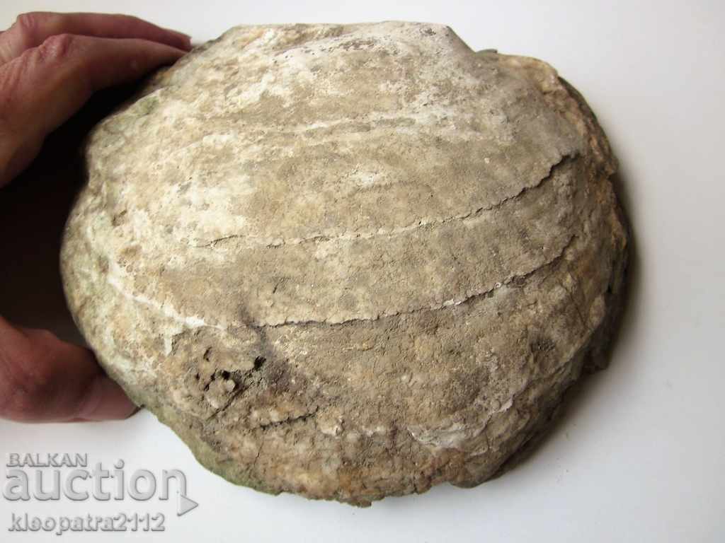 HUGE FOSSIL - VERY RARE AND BEAUTIFUL. with price 60.00 BGN | € 30.68