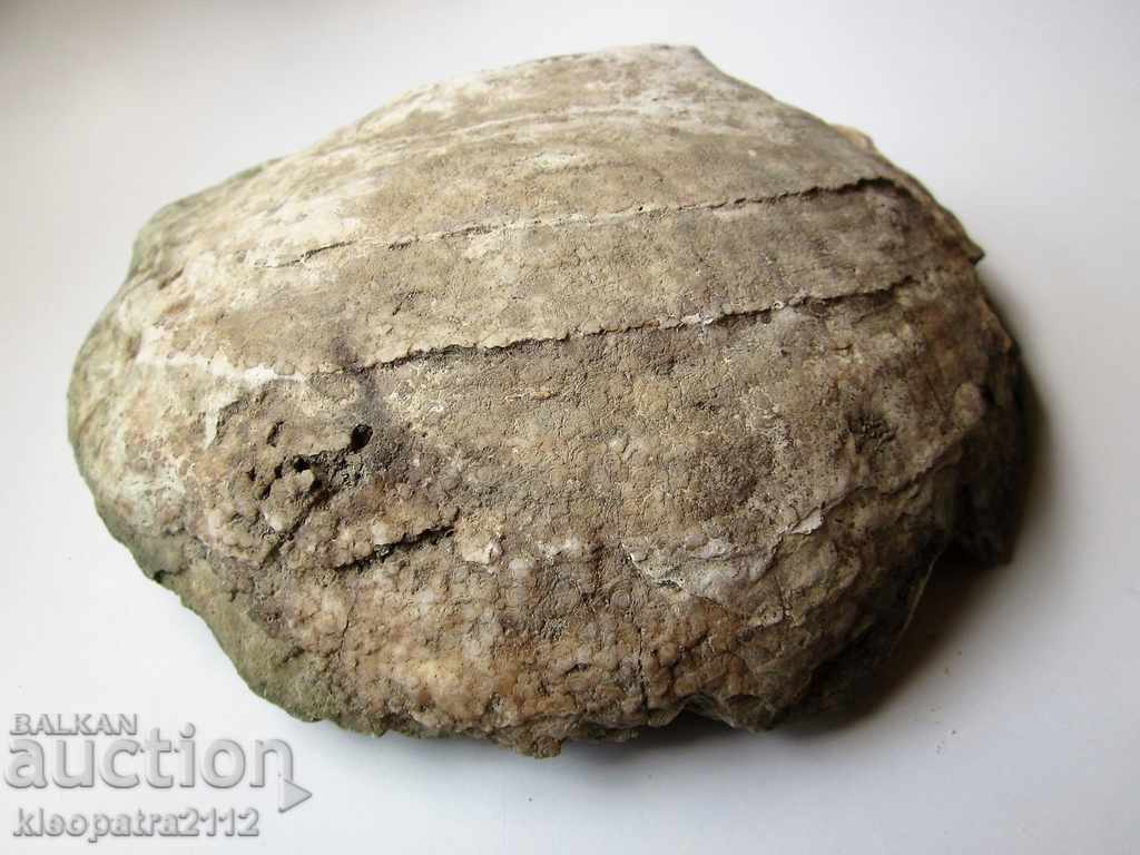 Auction  HUGE FOSSIL - VERY RARE AND BEAUTIFUL.