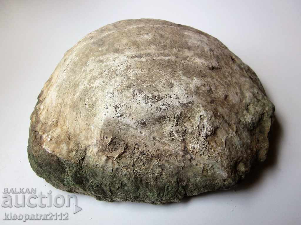 Delivery of HUGE FOSSIL - VERY RARE AND BEAUTIFUL.