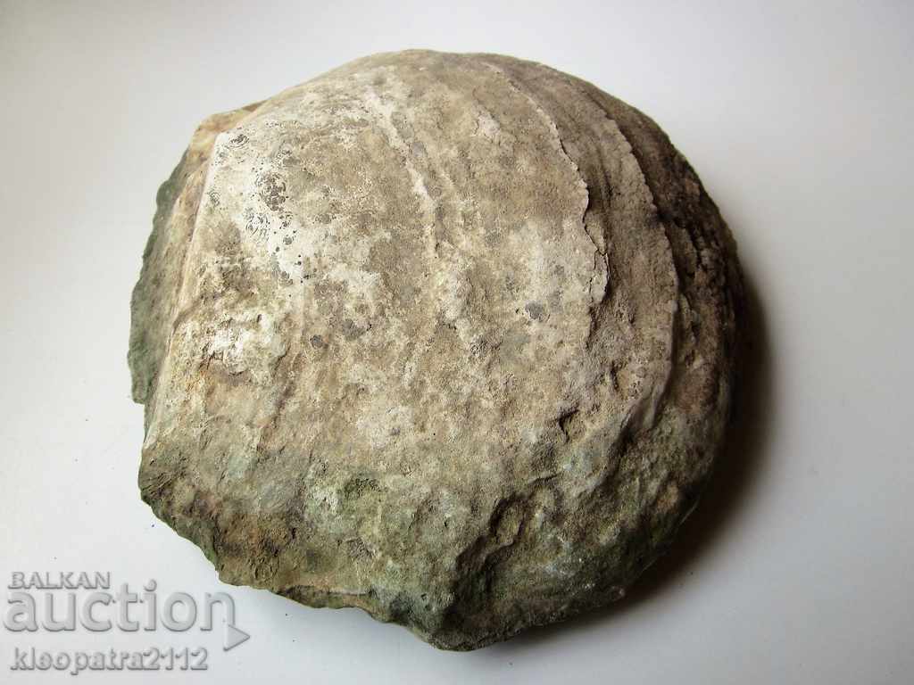 HUGE FOSSIL - VERY RARE AND BEAUTIFUL. - 5