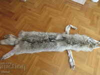 Siberian wolf fur-Mongolia