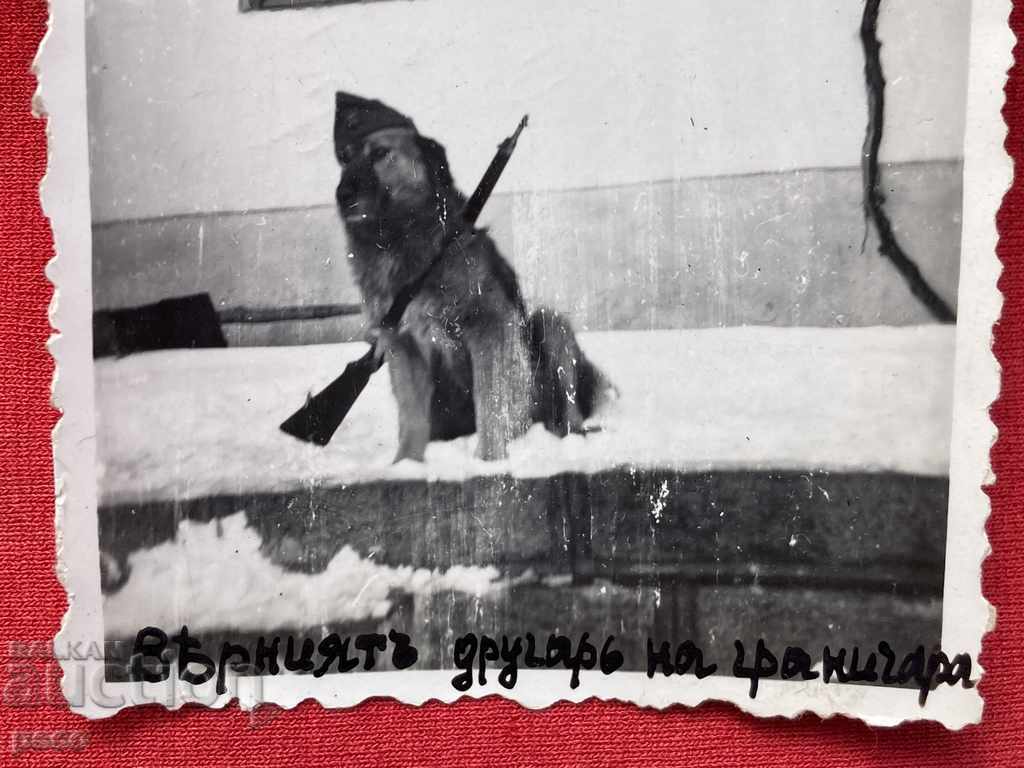 The turn of the Black Border Guard Dog with price 40.00 BGN | € 20.45 The turn of the Black Border Guard Dog with price 40.00 BGN | € 20.45