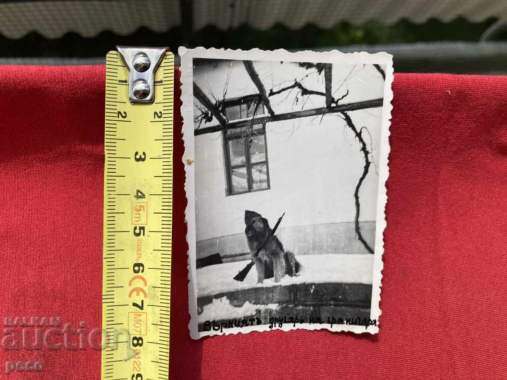 Delivery of The turn of the Black Border Guard Dog Delivery of The turn of the Black Border Guard Dog