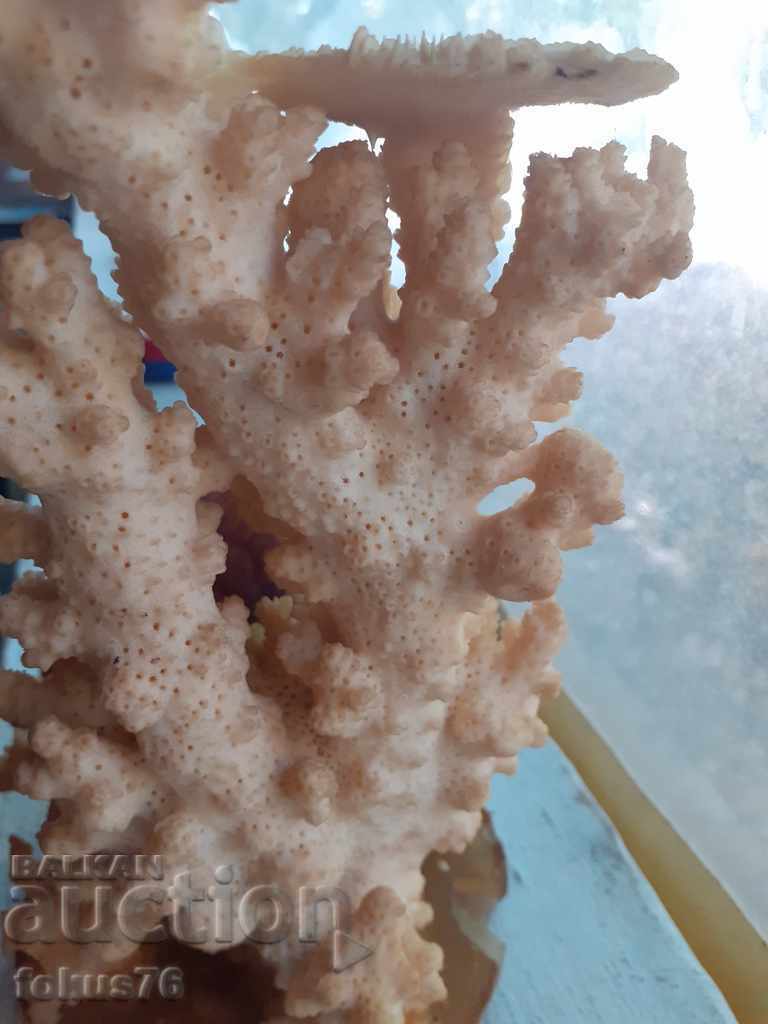 Statuette of natural white coral with price 280.00 BGN | € 143.16 Statuette of natural white coral with price 280.00 BGN | € 143.16