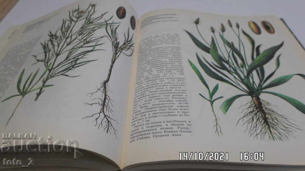 Livrarea ENCICLOPEDIA RUSĂ a plantelor erbacee/buruienoase/plante-A.V. Fisyunov