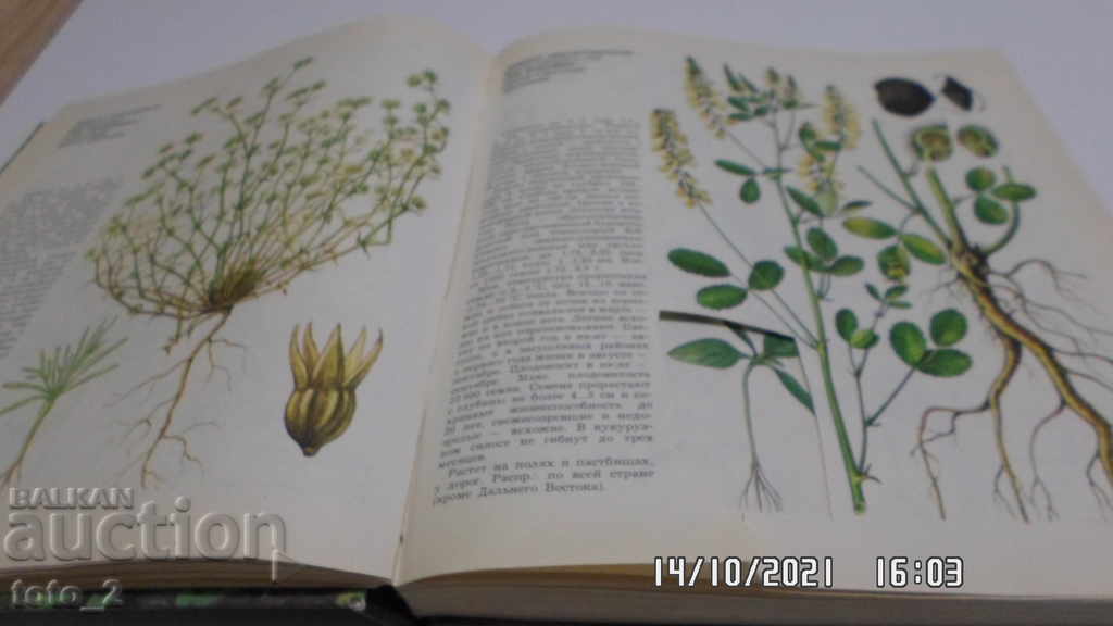 РУСКА ЕНЦИКЛОПЕДИЯ за тревисти/плевелни/растения-А.В.Фисюнов - 6