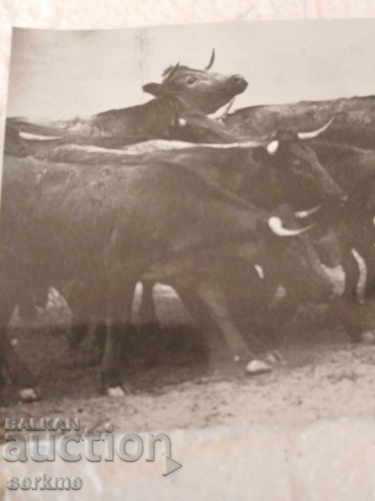 A card with price 1.00 BGN | € 0.51 A card with price 1.00 BGN | € 0.51