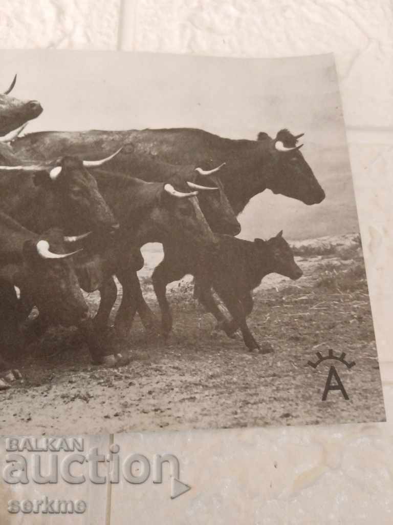 Auction A card Auction A card