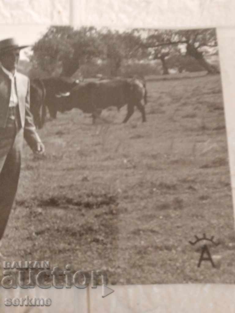 Auction A card Auction A card