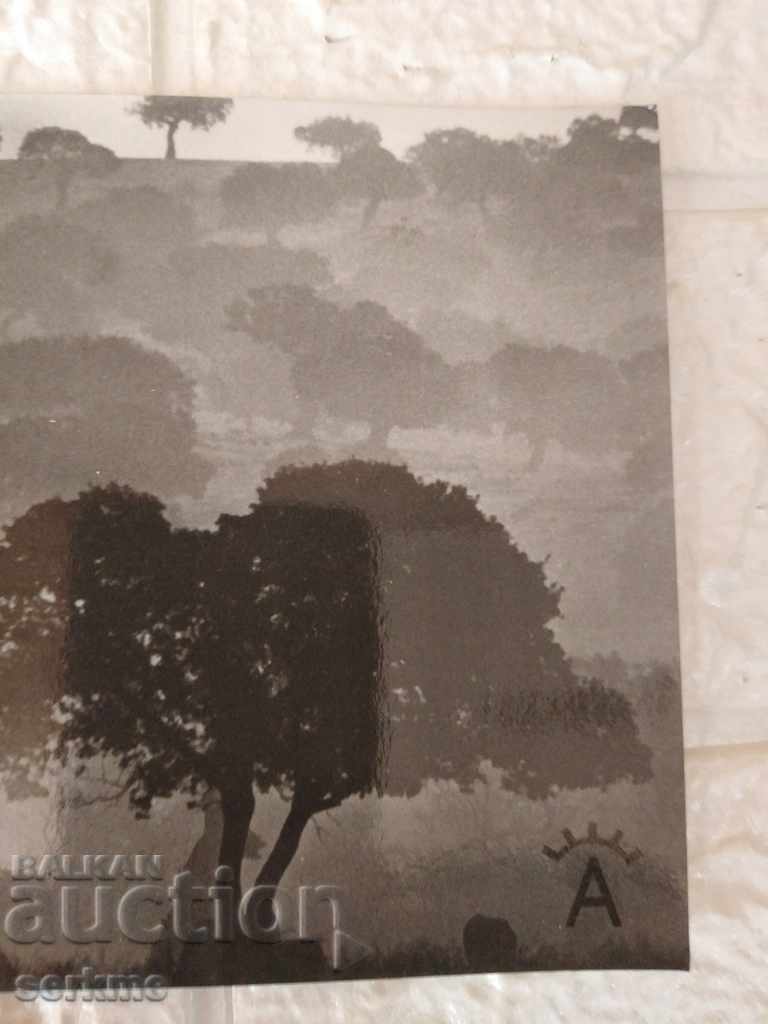 Auction A card Auction A card