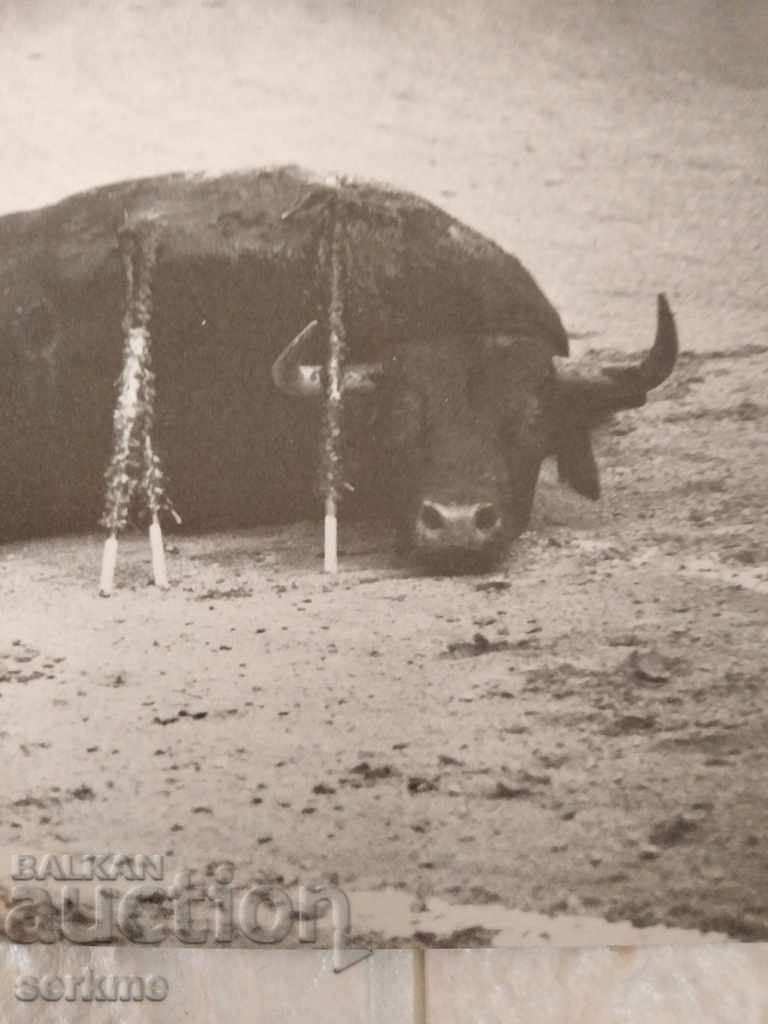 A card with price 1.00 BGN | € 0.51 A card with price 1.00 BGN | € 0.51