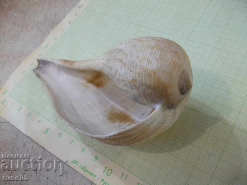 Auction Sink - 17 Auction Sink - 17