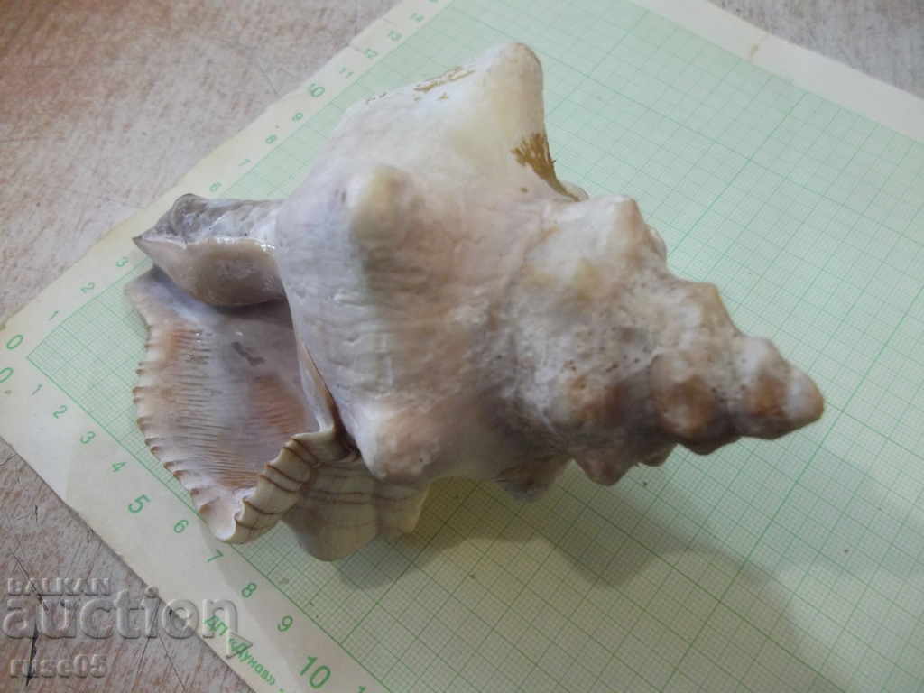 Auction Sink - 18 Auction Sink - 18