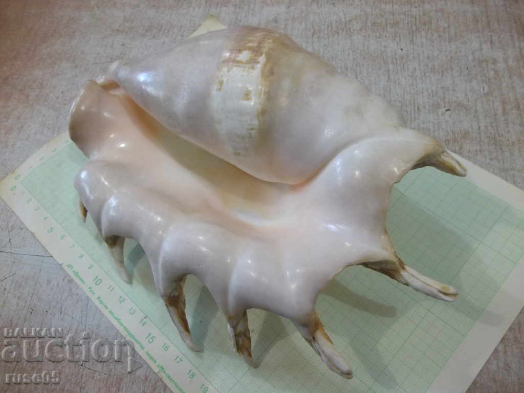 Auction Sink - 20 Auction Sink - 20