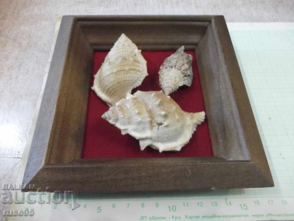 Shells in a wooden frame with price 30.00 BGN | € 15.34 Shells in a wooden frame with price 30.00 BGN | € 15.34