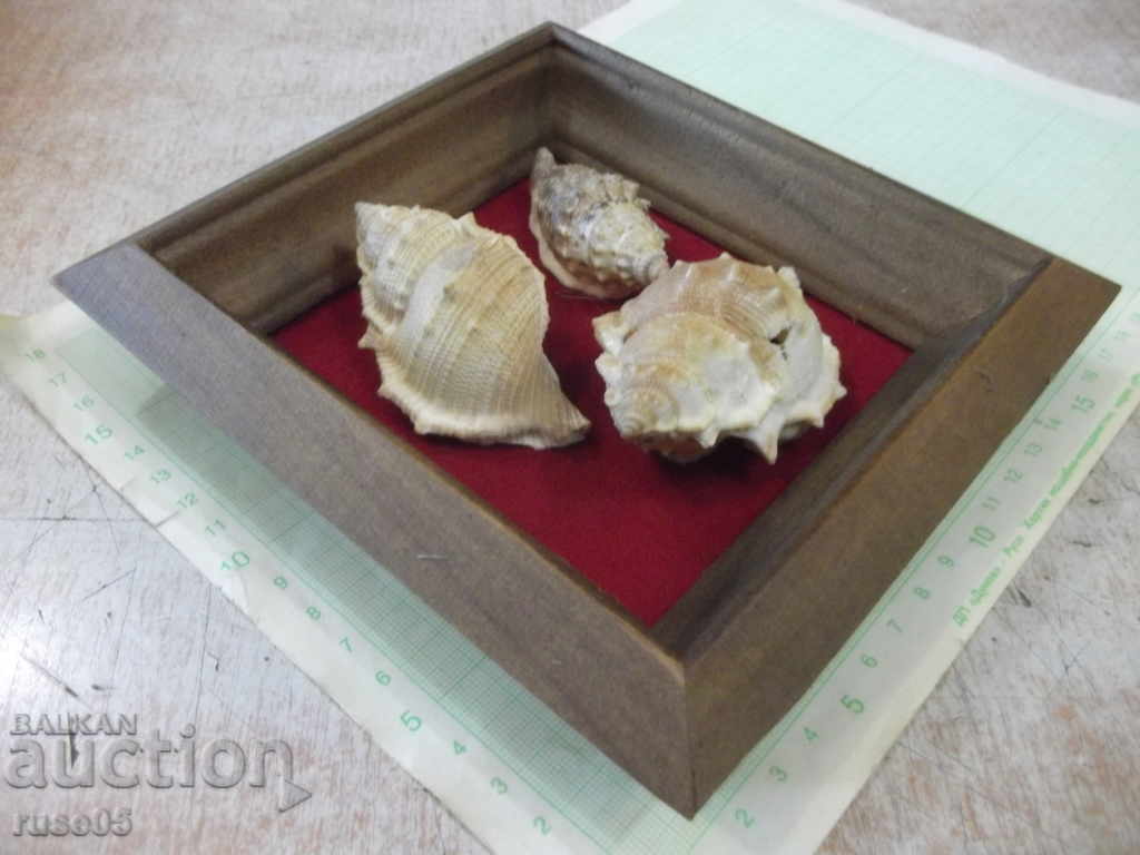Auction Shells in a wooden frame Auction Shells in a wooden frame