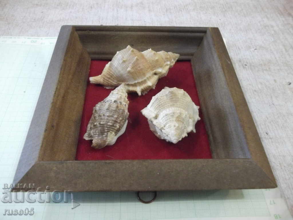 Delivery of Shells in a wooden frame Delivery of Shells in a wooden frame