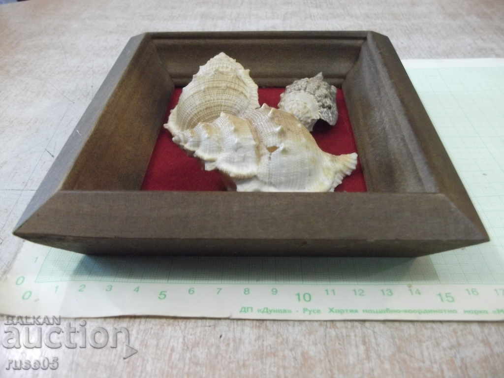 Shells in a wooden frame - 6 Shells in a wooden frame - 6