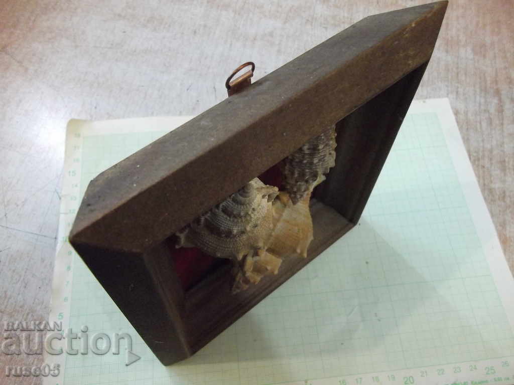 Shells in a wooden frame - 7 Shells in a wooden frame - 7