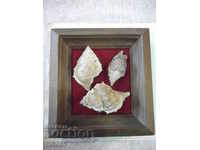 Shells in a wooden frame