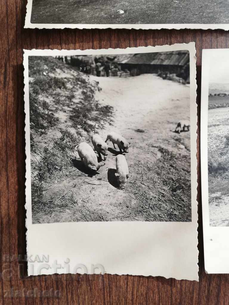 Old photo. Author's photo RR with price 50.00 BGN | € 25.56 Old photo. Author's photo RR with price 50.00 BGN | € 25.56