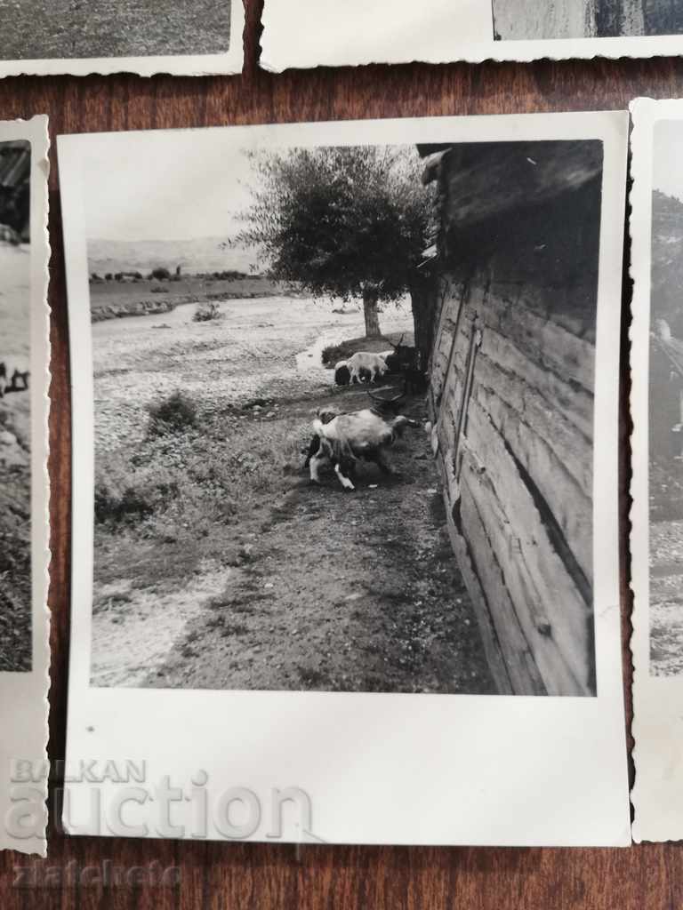 Auction Old photo. Author's photo RR Auction Old photo. Author's photo RR