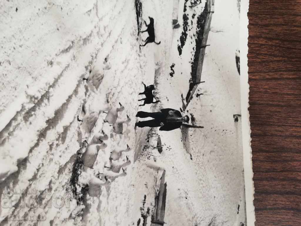 Auction Old photo. Author's photo RR Auction Old photo. Author's photo RR