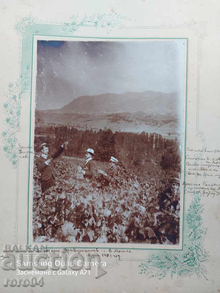 VINEYARD - HIGH MUNICIPALITY VILLAGE - 1903 with price 22.50 BGN | € 11.50 VINEYARD - HIGH MUNICIPALITY VILLAGE - 1903 with price 22.50 BGN | € 11.50