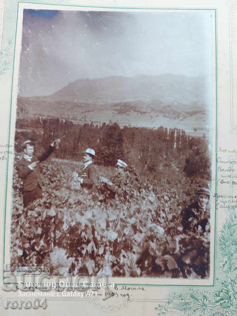 VINEYARD - HIGH MUNICIPALITY VILLAGE - 1903 - 6 VINEYARD - HIGH MUNICIPALITY VILLAGE - 1903 - 6