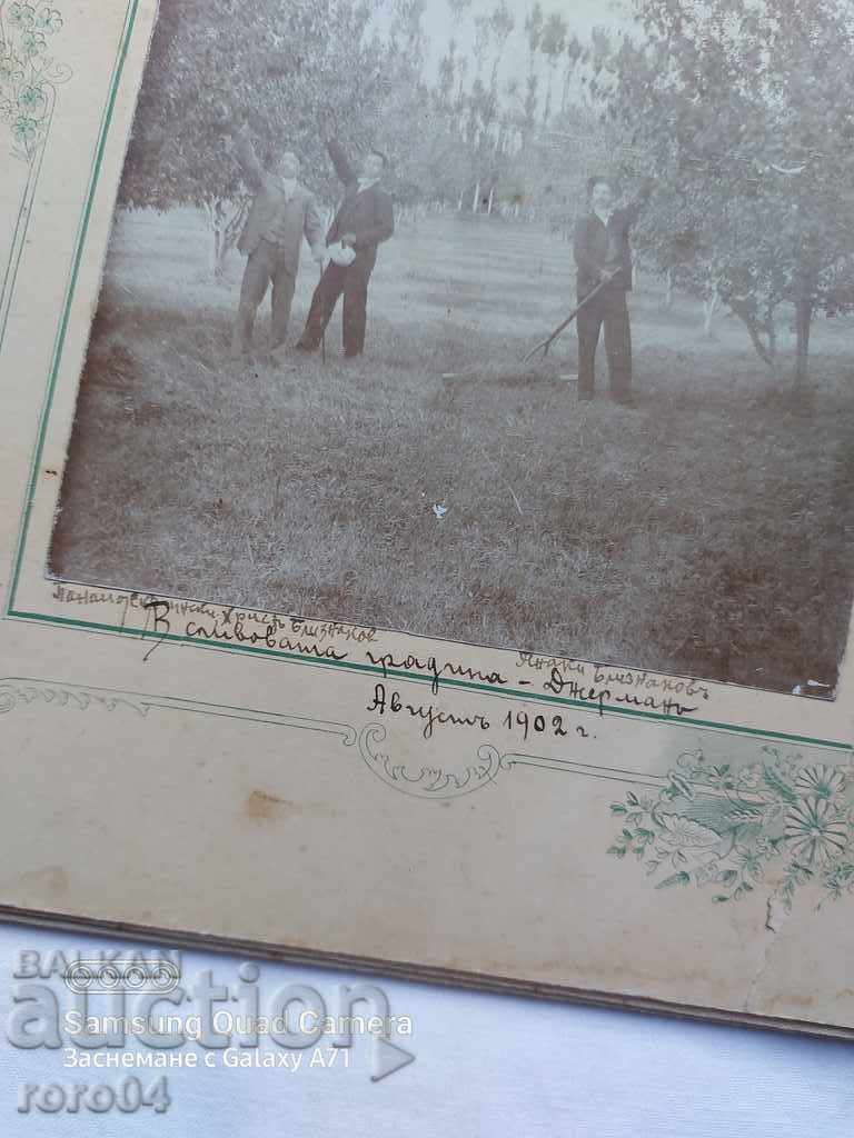 Delivery of GERMAN - PLUM GARDEN - 1902