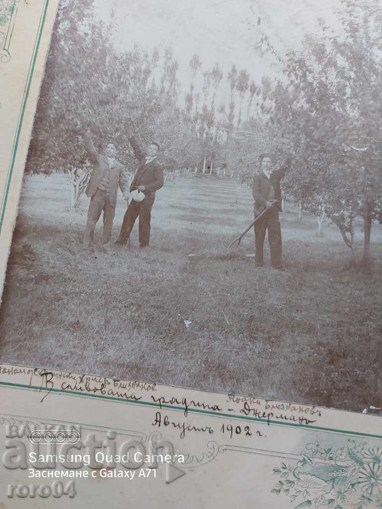 GERMANA - GRADINA DE PRUNE - 1902 - 5