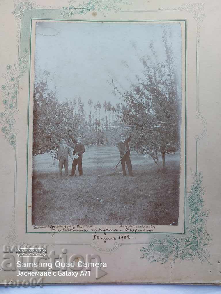 GERMAN - PLUM GARDEN - 1902 - 6