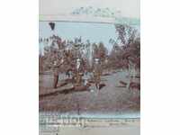GERMANA - PLUM GARDEN - 1903