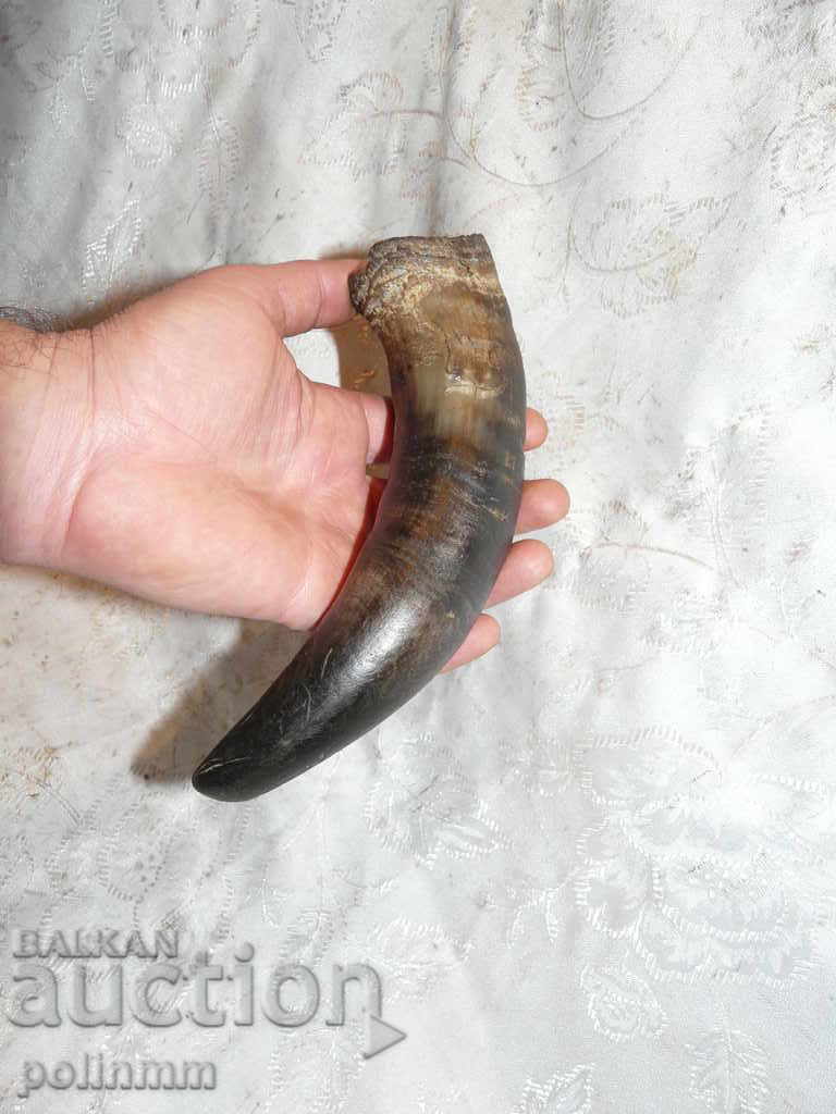Old cow horn - 1