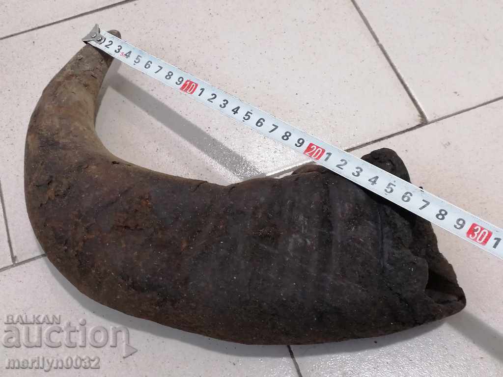 Bismarck hazelnut tarnata - 5 Bismarck hazelnut tarnata - 5