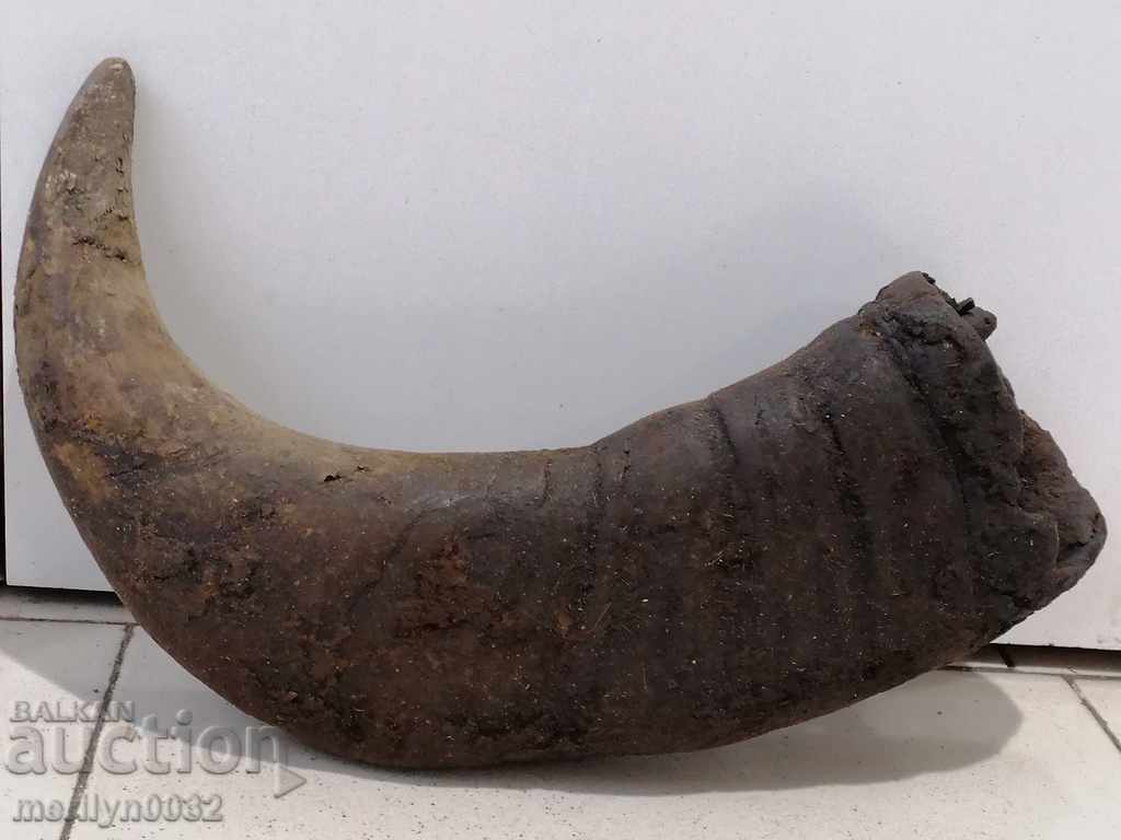 Bismarck hazelnut tarnata - 6 Bismarck hazelnut tarnata - 6