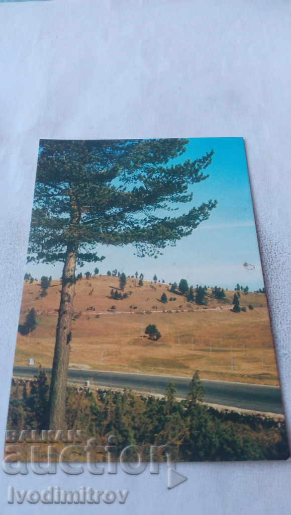 Postcard The Rozhen area 1981