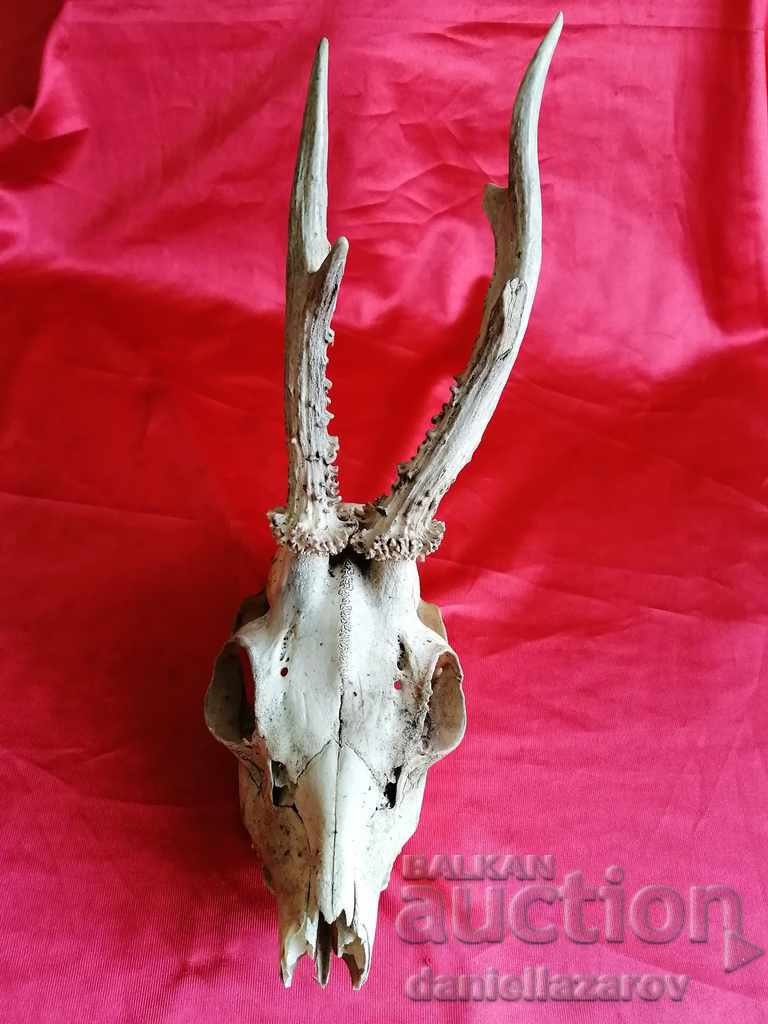 Roe deer Rogza Trophy, Horns