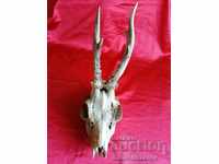 Roe deer Rogza Trophy, Horns