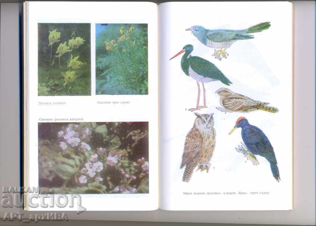 Nature and us. Authors: Mr. Gochev, Nikola Handjiev. with price 6.50 BGN | € 3.32 Nature and us. Authors: Mr. Gochev, Nikola Handjiev. with price 6.50 BGN | € 3.32