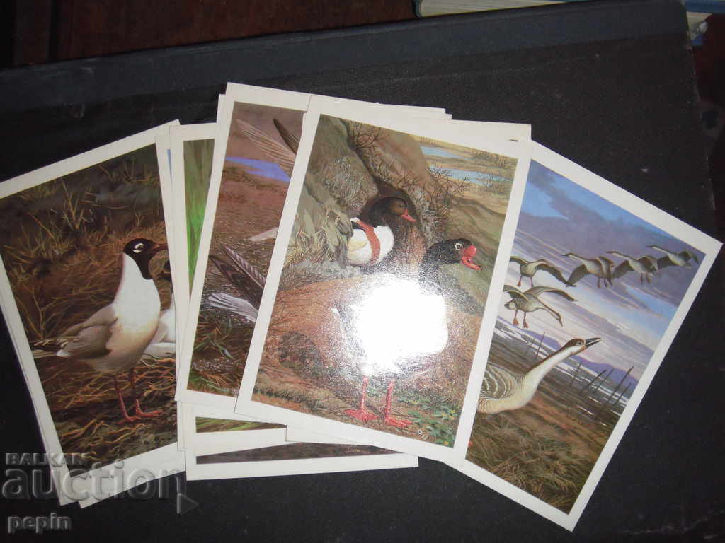 Cards birds of Russia with price 10.00 BGN | € 5.11 Cards birds of Russia with price 10.00 BGN | € 5.11