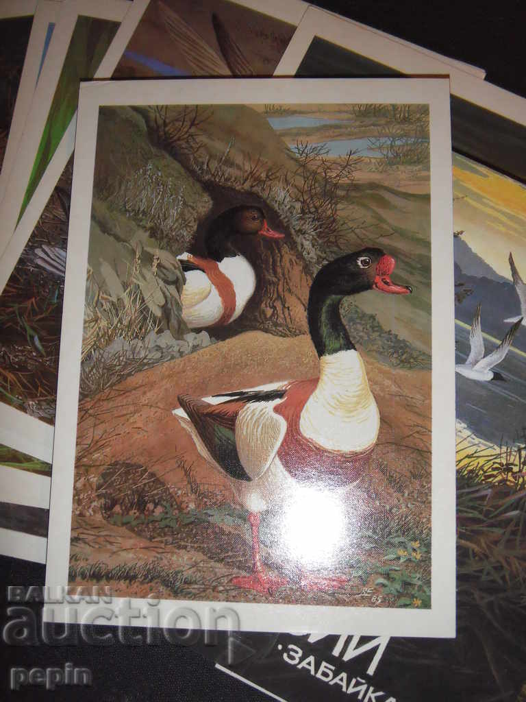 Delivery of Cards birds of Russia Delivery of Cards birds of Russia