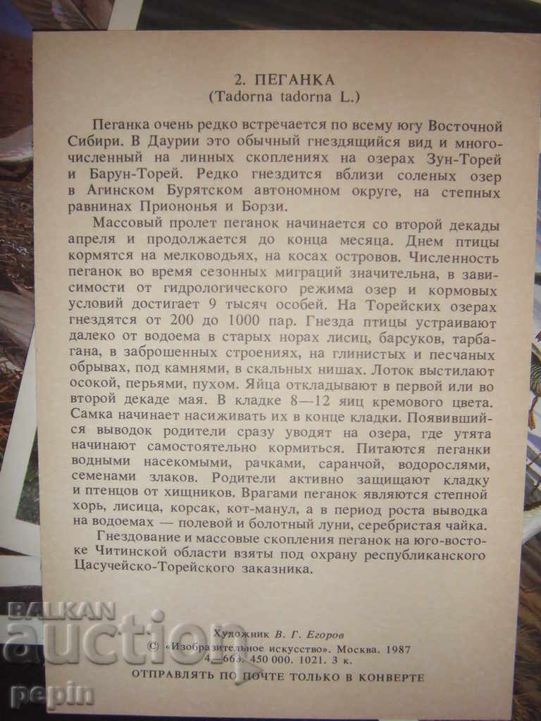 Cards birds of Russia - 5 Cards birds of Russia - 5