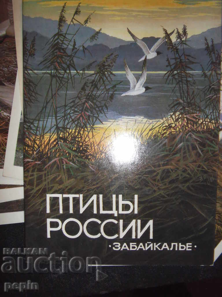 Cards birds of Russia