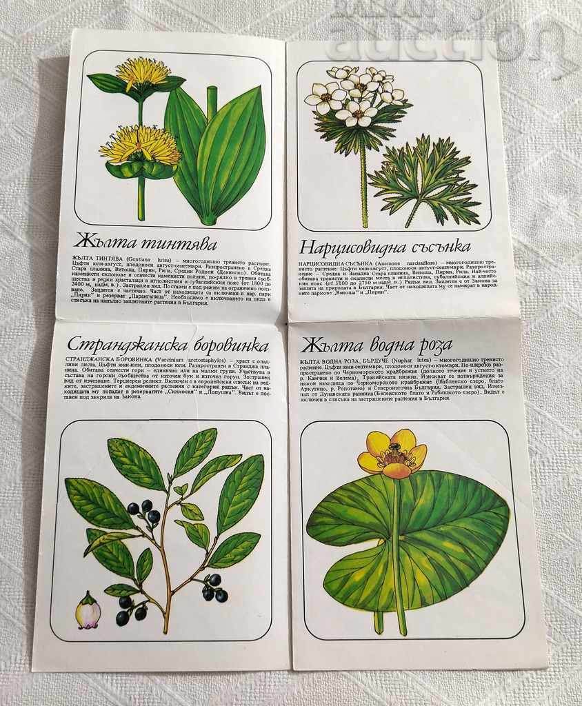PROTECTED PLANTS FROM THE "RED BOOK OF THE NRB" BROCHURE with price 3.00 BGN | € 1.53 PROTECTED PLANTS FROM THE "RED BOOK OF THE NRB" BROCHURE with price 3.00 BGN | € 1.53