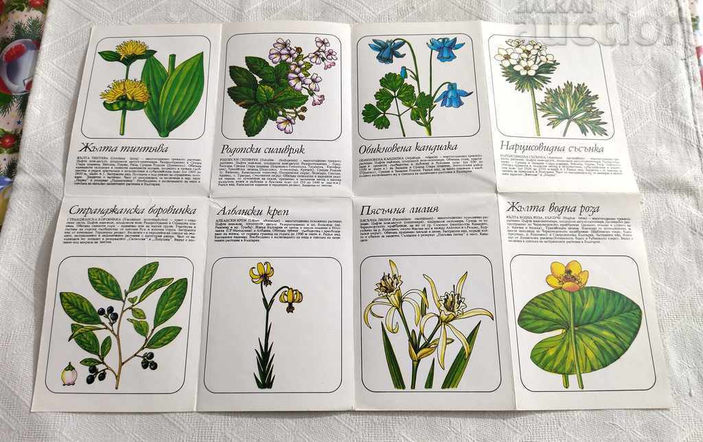 Auction PROTECTED PLANTS FROM THE "RED BOOK OF THE NRB" BROCHURE Auction PROTECTED PLANTS FROM THE "RED BOOK OF THE NRB" BROCHURE